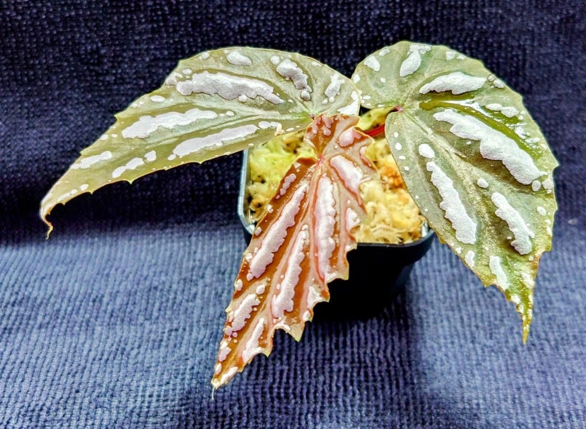 Amazon.co.jp: Begonia sp. 